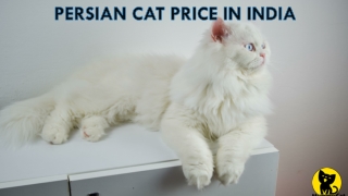 Persian cat price in India