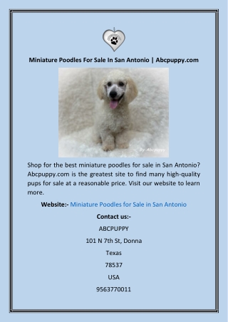 Miniature Poodles For Sale In San Antonio  Abcpuppy