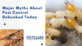 Major Myths About Pest Control Debunked Today