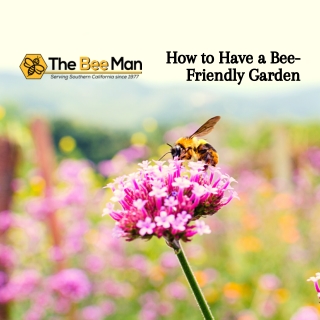 How to Have a Bee-Friendly Garden