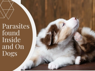 Parasites Found On and Inside Dogs