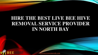 Hire the best live bee hive removal service