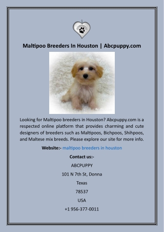 Maltipoo Breeders In Houston  Abcpuppy