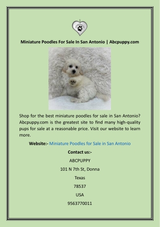 Miniature Poodles For Sale In San Antonio  Abcpuppy