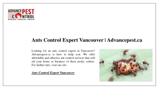 Ants Control Expert Vancouver | Advancepest.ca