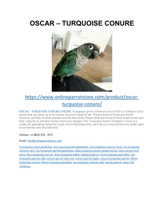 OSCAR – TURQUOISE CONURE