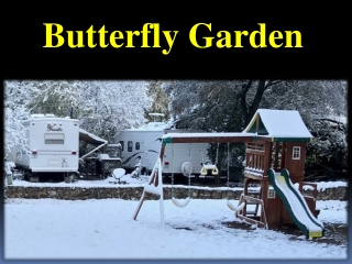 Butterfly Garden