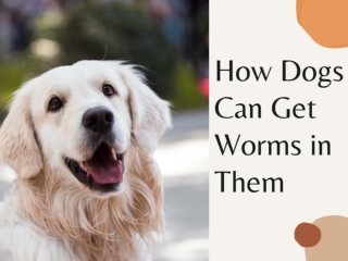 How Dogs Can Get Worms In Them