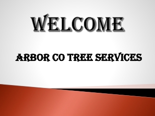 Best Tree Services in Mosman
