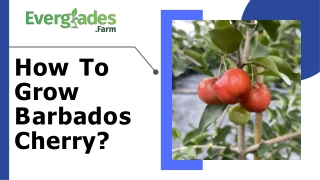 How To Grow Barbados Cherry?