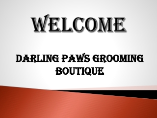 Best Dog Daycare in Lane Cove North