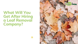 What Will You Get After Hiring a Leaf Removal Company?