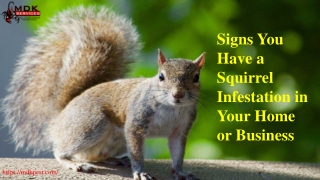 Signs You Have a Squirrel Infestation in Your Home or Business