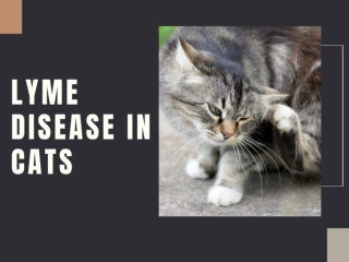 Lyme Disease in Cats