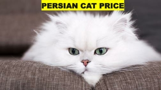 Persian Cat Price