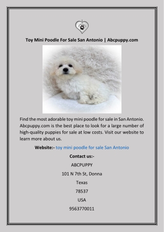 Toy Mini Poodle For Sale San Antonio  Abcpuppy