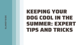 Keeping Your Dog Cool in the Summer Expert Tips and Tricks - Slaneyside Kennels