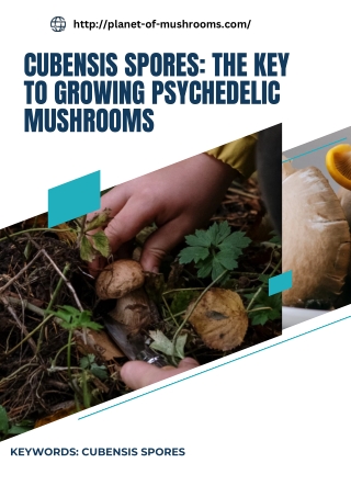 Cubensis Spores The Key to Growing Psychedelic Mushrooms