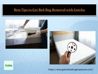 Best Tips to Get Bed Bug Removal with Gotcha