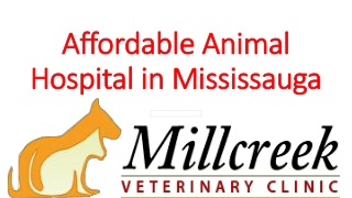 Affordable Animal Hospital in Mississauga
