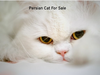 Persian Cat For Sale