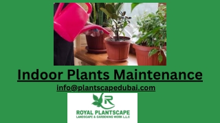 Indoor Plants Maintenance