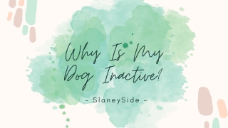 Why Is My Dog Inactive - Slaneyside Kennels