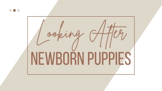Looking After Newborn Puppies - Slaneyside Kennels