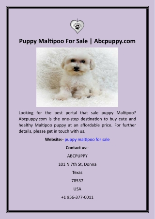 Puppy Maltipoo For Sale  Abcpuppy