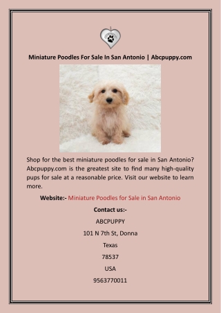 Miniature Poodles For Sale In San Antonio  Abcpuppy