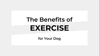 The Benefits of Exercise for Your Dog - Slaneyside Kennels