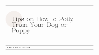 Tips on How to Potty Train Your Dog or Puppy - Slaneyside Kennels