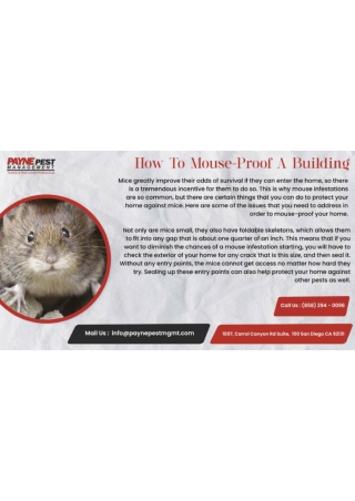 Rodent & Pack Rat Control San diego - Paynepest