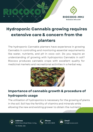 Hydroponic Cannabis growing requires extensive care & concern from the planters