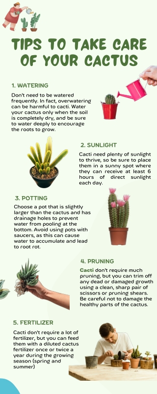 Tips To Taking Care of your cactus