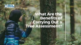 What Are the Benefits of Carrying Out a Tree Assessment