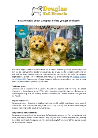 Everything You Need to Know Before Buying a Cavapoo | Dogs & Puppies for Sale