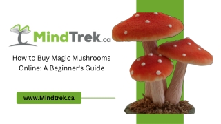 How to Buy Magic Mushrooms Online A Beginner's Guide