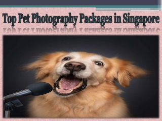 Top Pet Photography Packages in Singapore