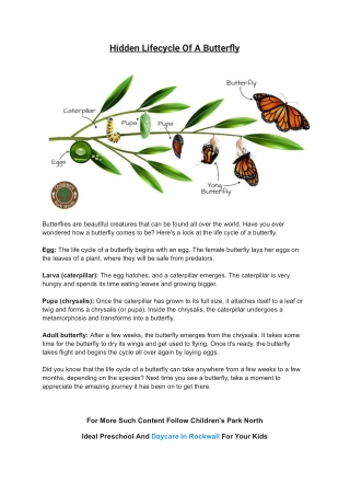 Hidden Lifecycle Of A Butterfly