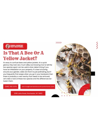 Bee exterminator rochester ny - TAC - Yellow Jacket
