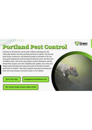 Portland Mouse and Rodent Control Experts - GPD