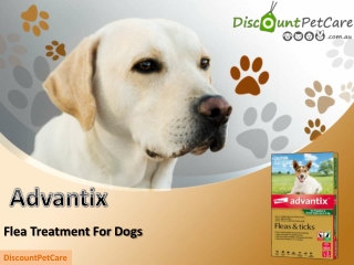 Advantix for Dogs|Advantix Flea & Tick Treatment For Dogs
