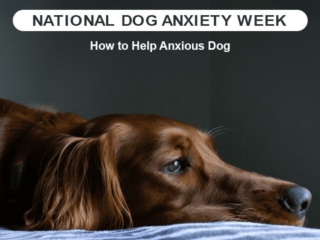 How To Help Anxious Dog