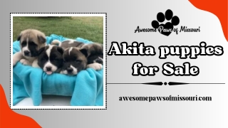 Akita Puppies for Sale – Get your perfect Furry Friend