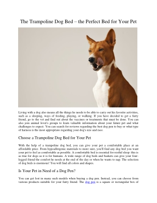 The Trampoline Dog Bed – the Perfect Bed for Your Pet