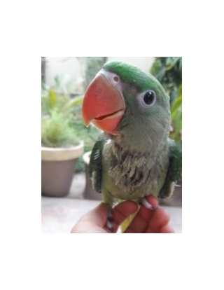 Alexandrine Parakeet Parrot