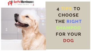 4 Tips to choose right shampoo for Dogs