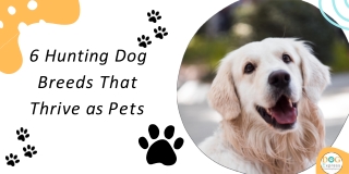 6 Hunting Dog Breeds That Thrive as Pets_1