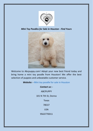 Mini Toy Poodles for Sale in Houston - Find Yours